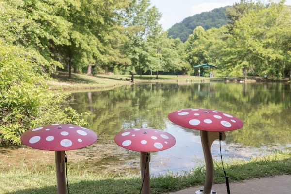 Mushrooms in the park